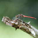 Image of Sympetrum risi Bartenev 1914