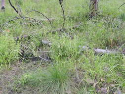 Image of Pringle's speargrass