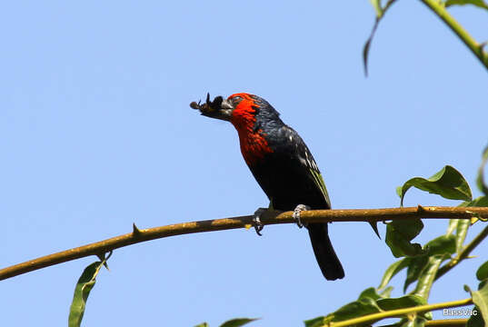 Image of Black-billed Barbet