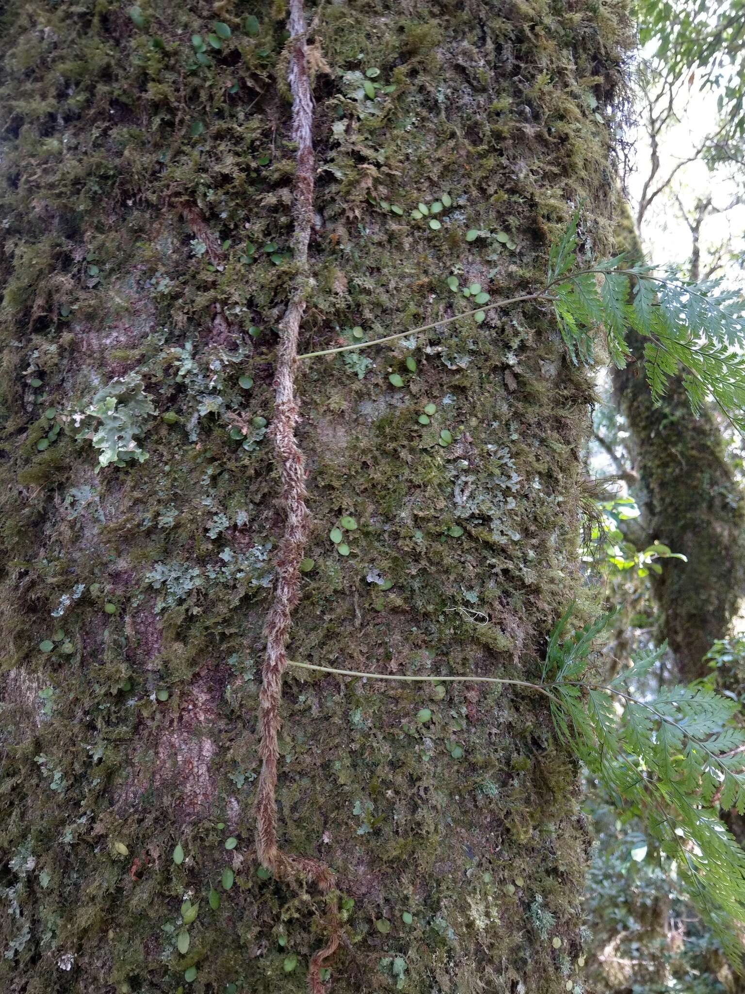 Image of black rabbitsfoot fern