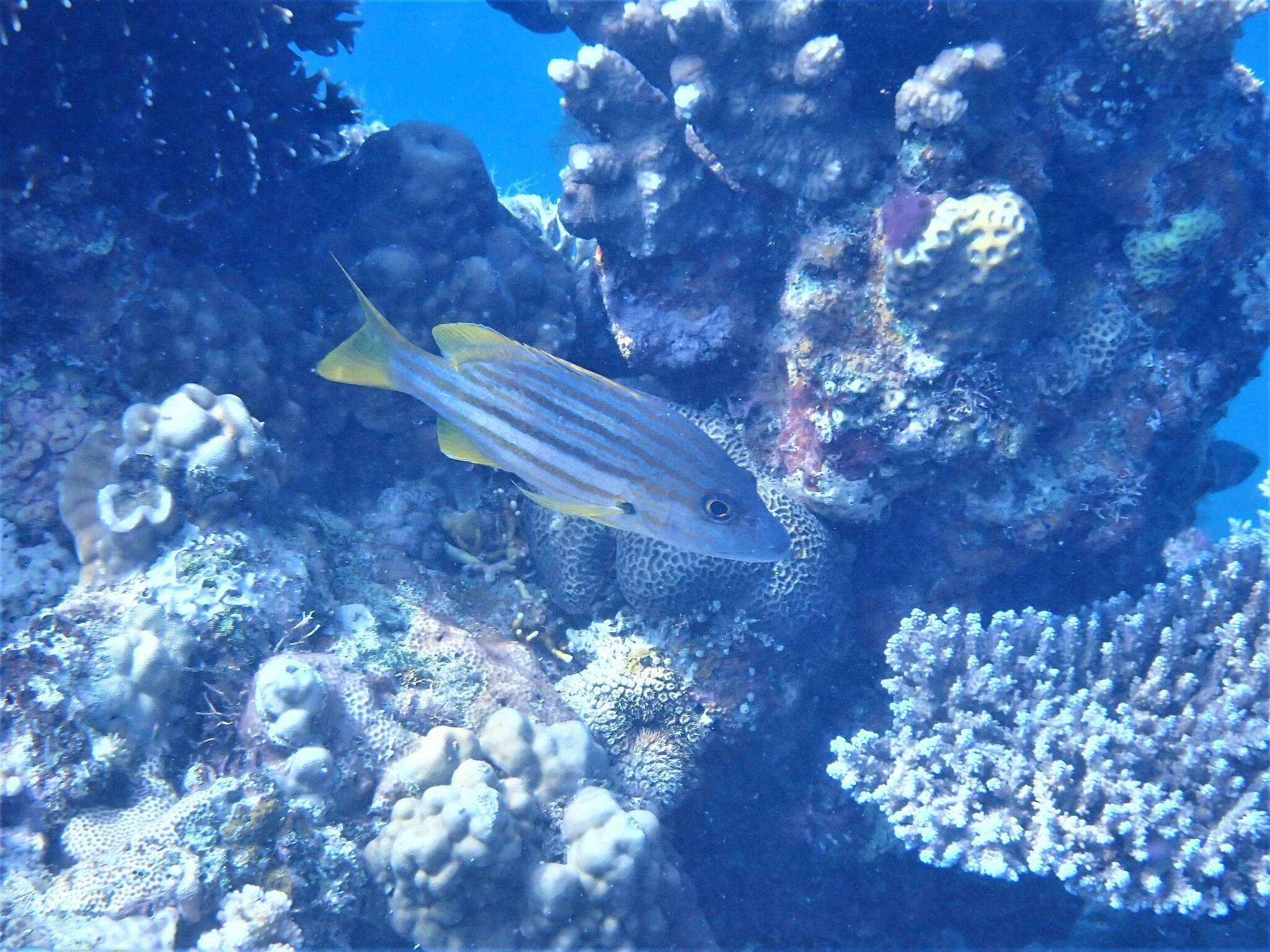 Image of Spanish flag snapper