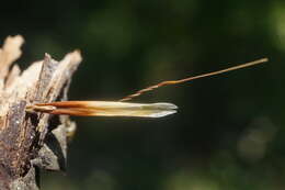 Imagem de Helictochloa compressa (Heuff.) Romero Zarco