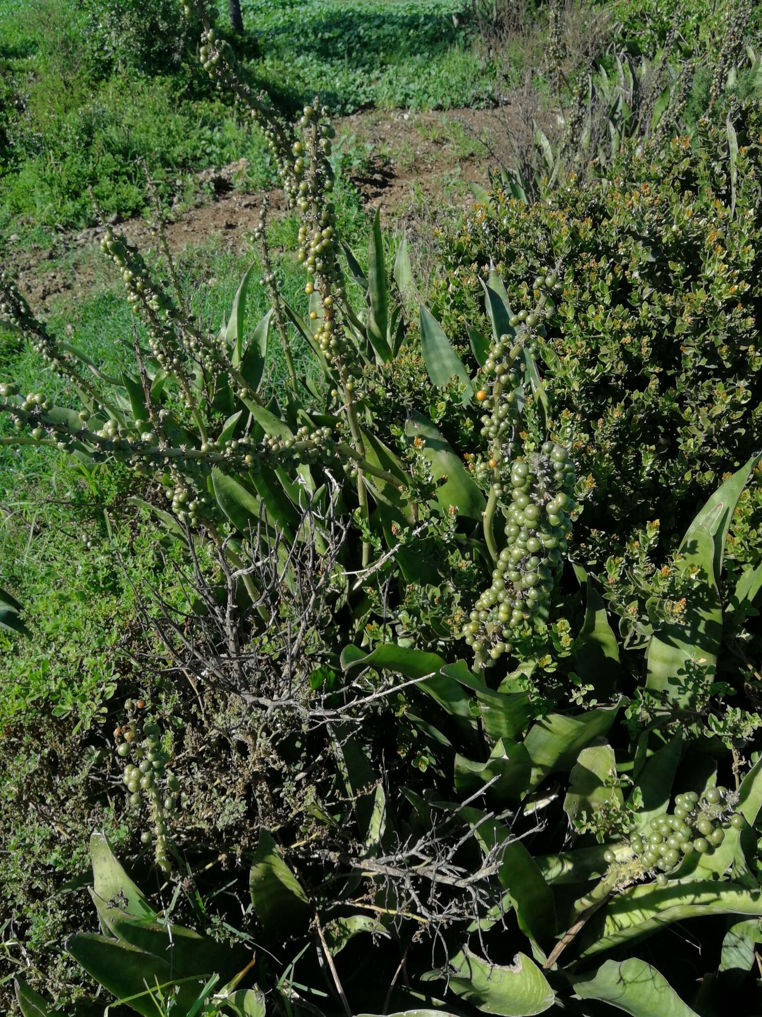 Image of iguanatail