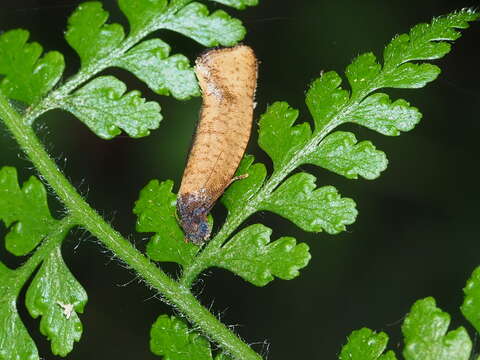 Image of Machaeropteris