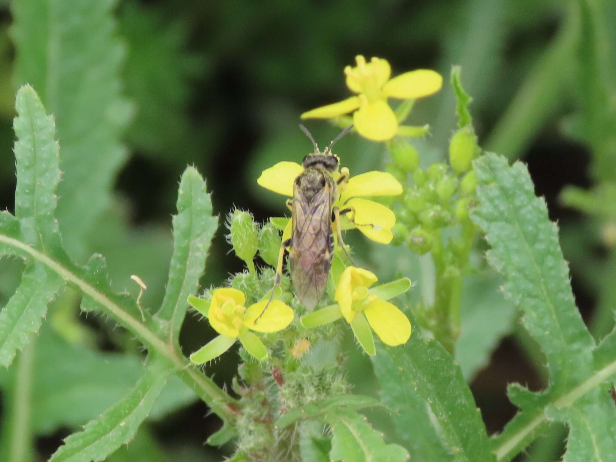 Image of <i>Tenthredo limbalis</i>