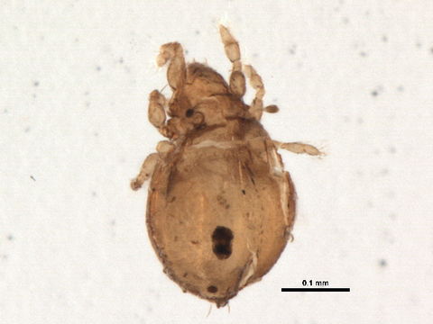 Image of Caleremaeidae