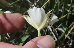 Image of Palmer's mariposa lily