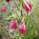 Image of Erica lanuginosa Andr.