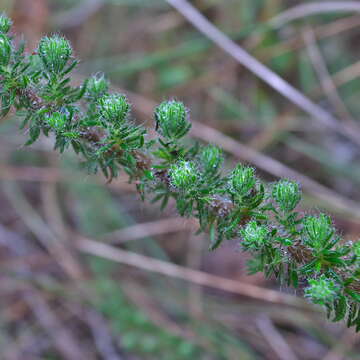 Image of Erica aspalathifolia var. aspalathifolia