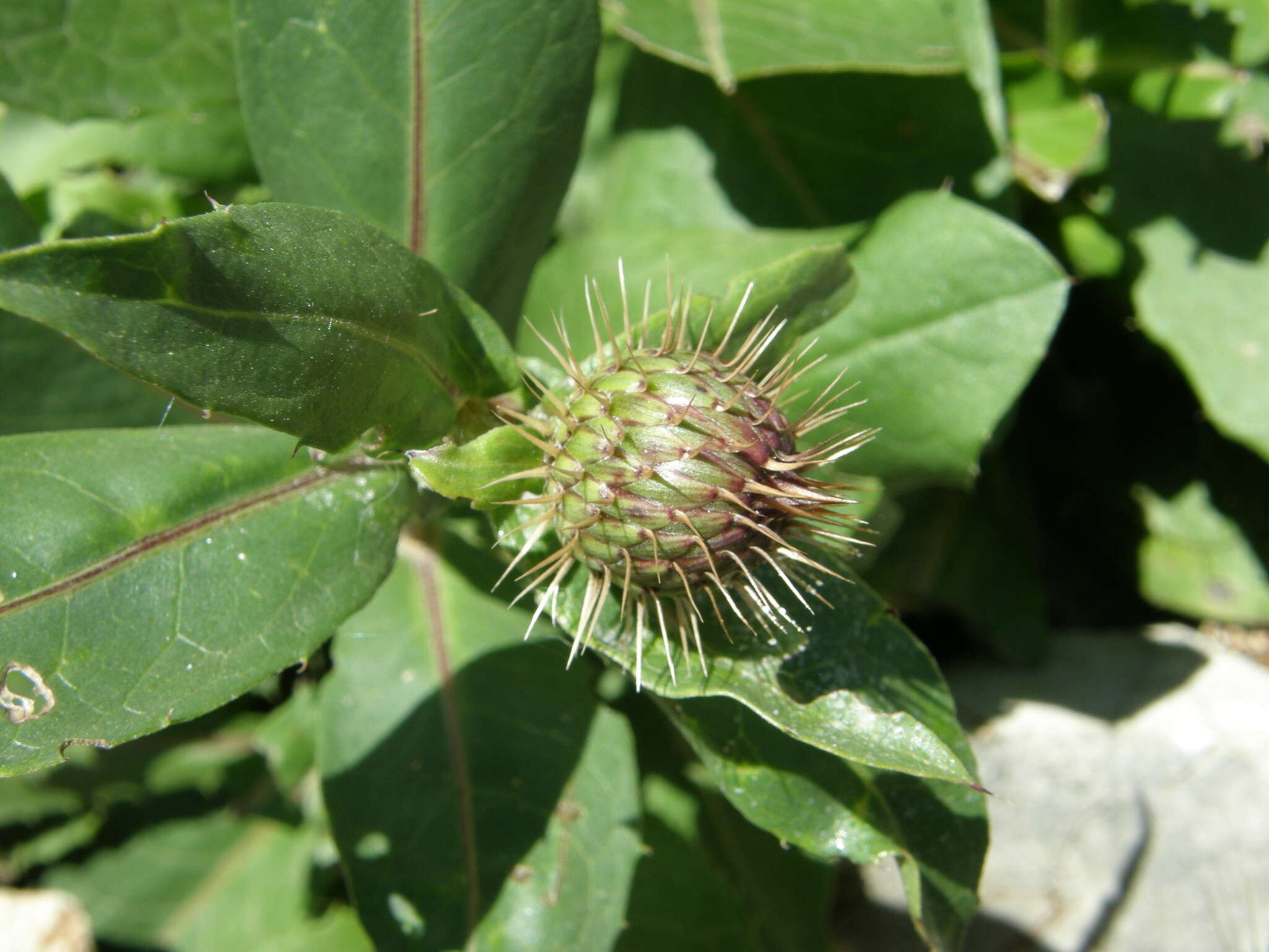 Image de Klasea flavescens subsp. mucronata (Desf.) P. Cantó & S. Rivas-Martínez