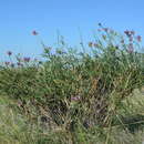 Image of Astragalus arbuscula Pall.