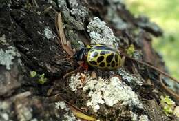 Calligrapha polyspila (Germar 1821)的圖片