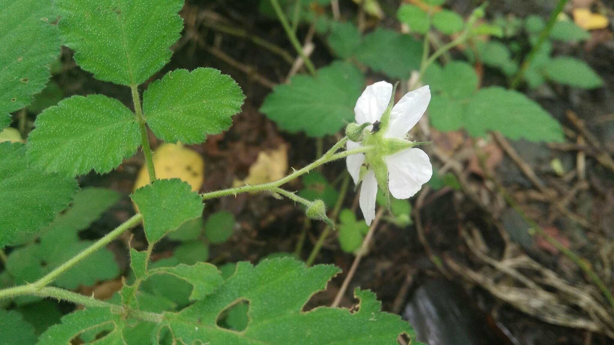 Plancia ëd Rubus rosifolius Smith