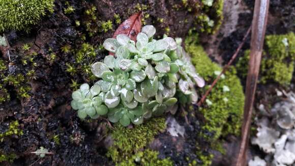 صورة Sedum cepaea L.