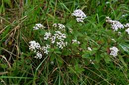 Stevia tomentosa Kunth resmi