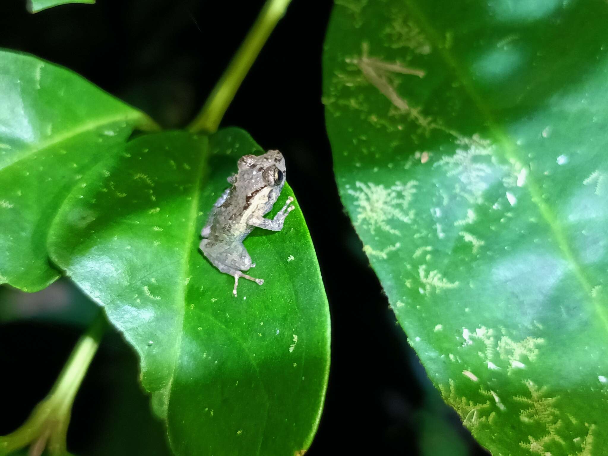 Imagem de Pristimantis platydactylus (Boulenger 1903)