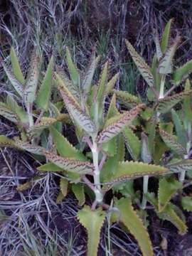 Image of devil's backbone