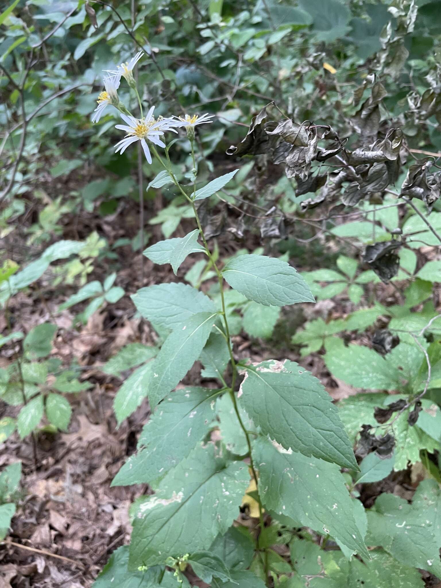 Sivun Eurybia furcata (E. S. Burgess) G. L. Nesom kuva