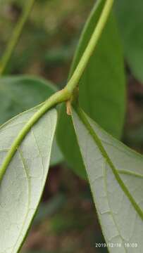 Image of Guioa pleuropteris (Bl.) Radlk.