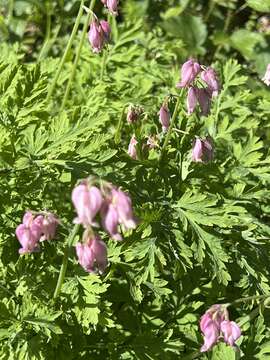 Imagem de Dicentra formosa subsp. formosa