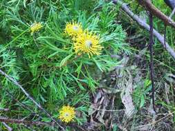 Imagem de Isopogon anemonifolius (Salisb.) Knight