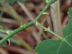 صورة Rubus corchorifolius L. fil.