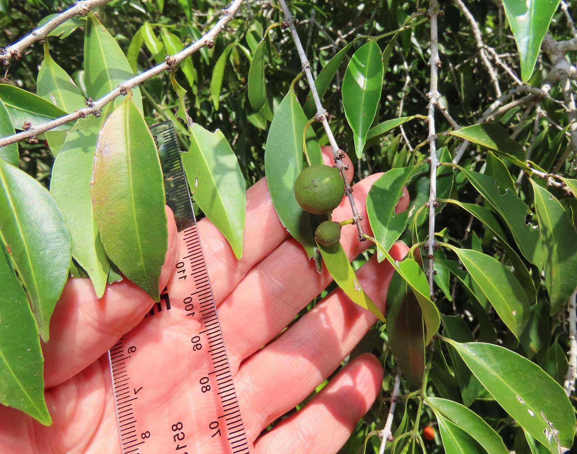 Image of Salacia leptoclada Tul.