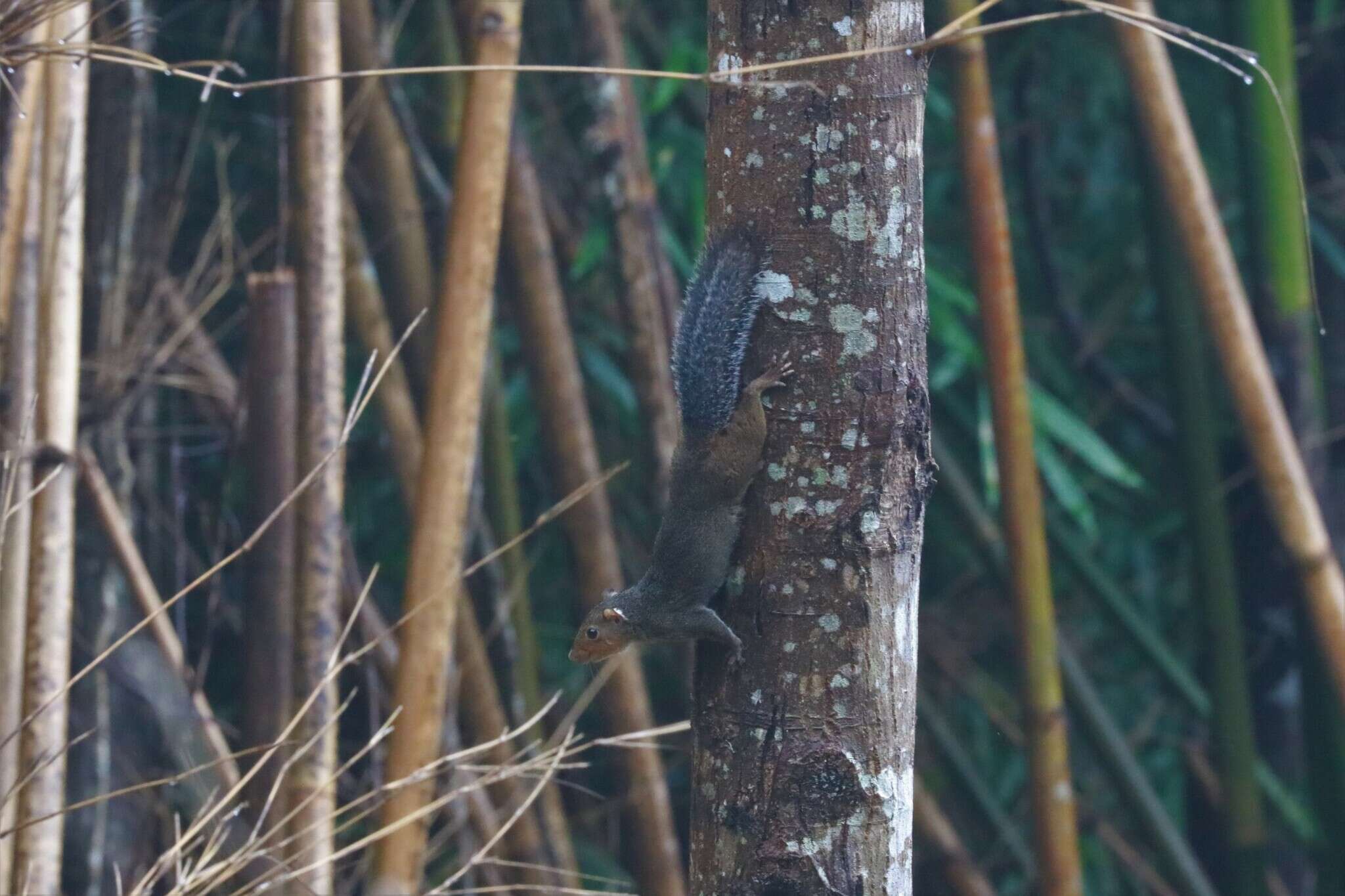 Image of Asian Red-cheeked Squirrel