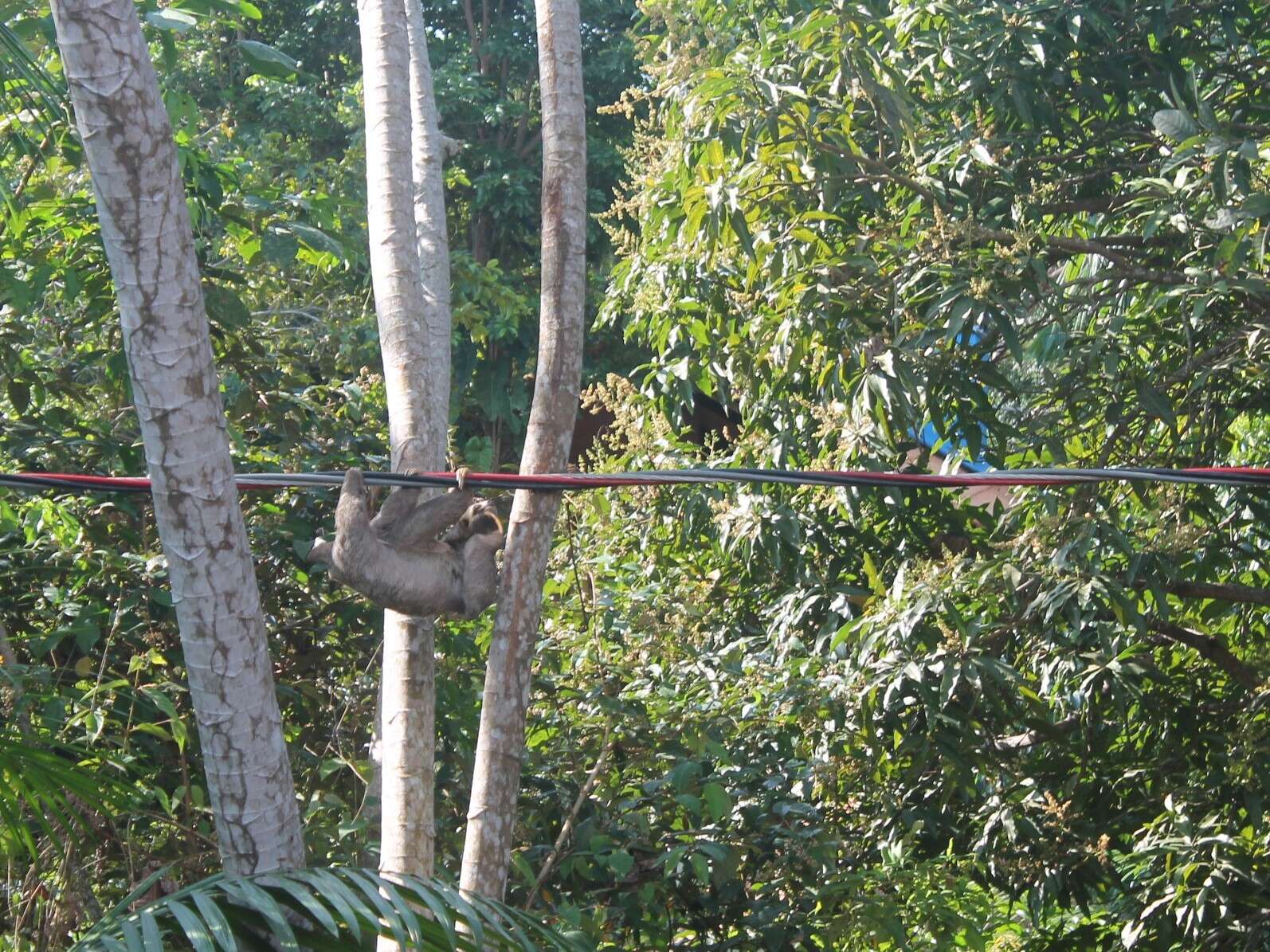 Image of two-toed sloths