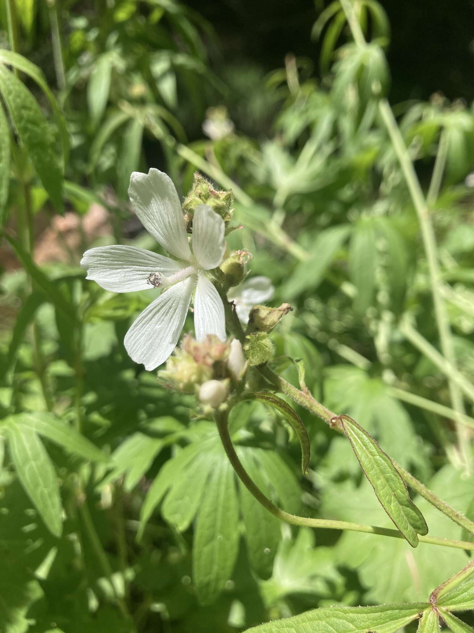 Sivun Sidalcea candida A. Gray kuva