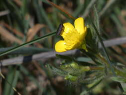 Image of Anthaxia sepulchralis (Fabricius 1801)