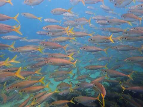 Image of Yellowtail horse mackerel