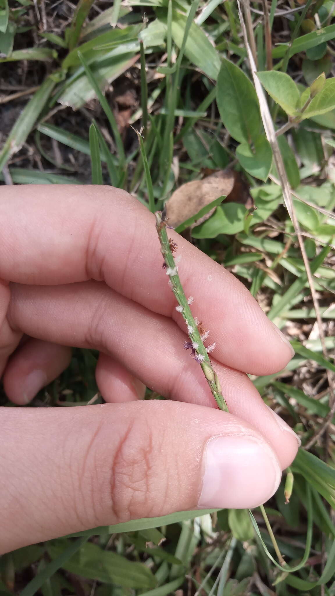 Image of centipede grass