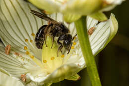 Image of Andrena parnassiae Cockerell 1902