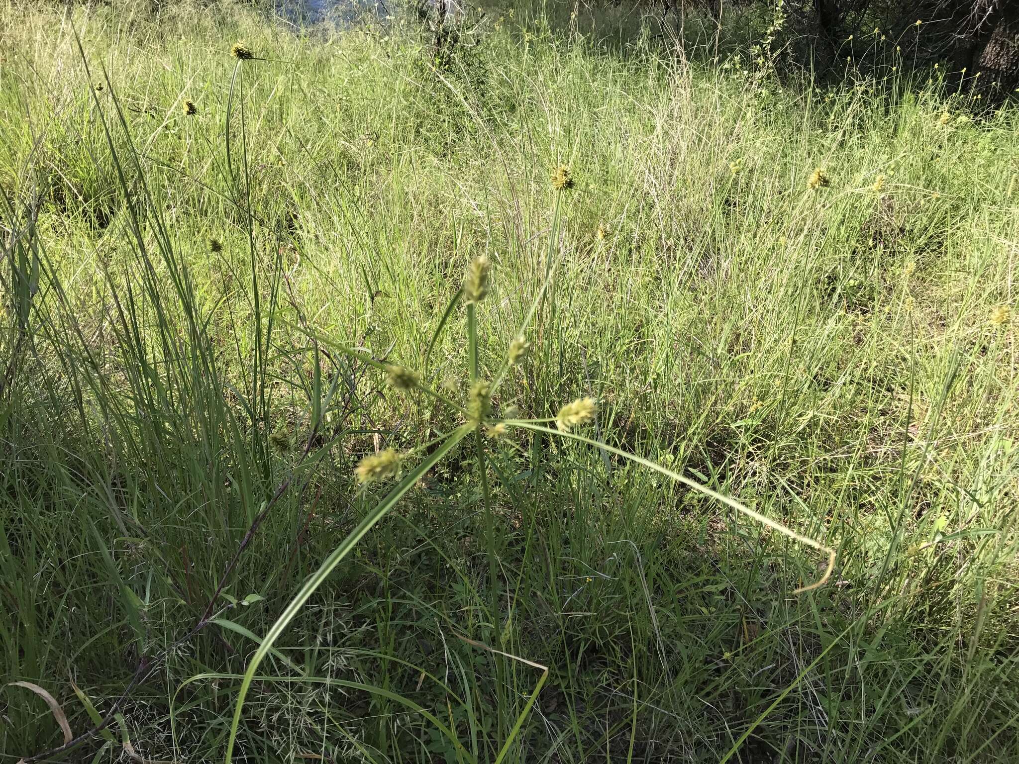 Слика од Cyperus dipsaceus Liebm.