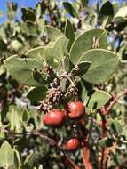 Imagem de Arctostaphylos glandulosa subsp. gabrielensis (P. V. Wells) J. E. Keeley, M. C. Vasey & V. T. Parker