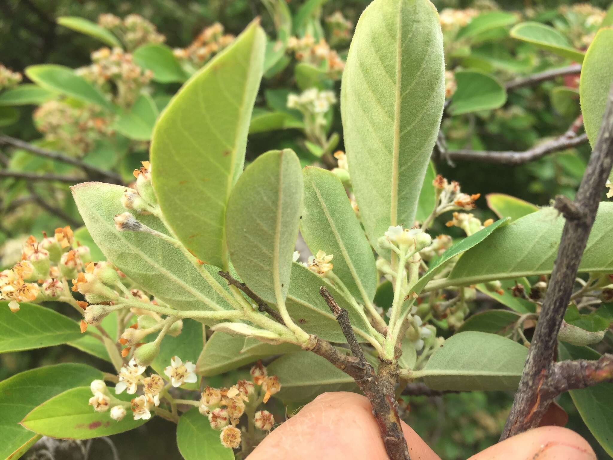 Plancia ëd Cotoneaster glaucophyllus Franch.