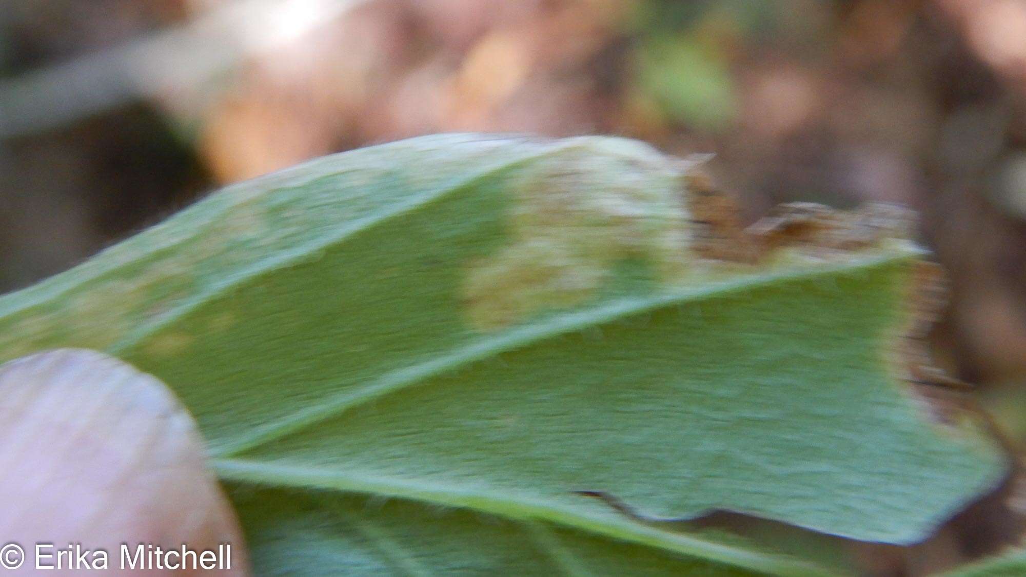 Image of <i>Liriomyza limopsis</i>