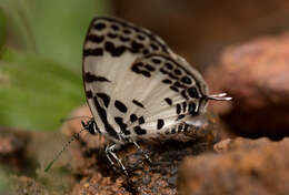 Image of <i>Tuxentius margaritaceus</i>