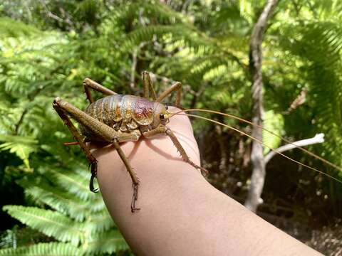 Image of Little Barrier giant weta