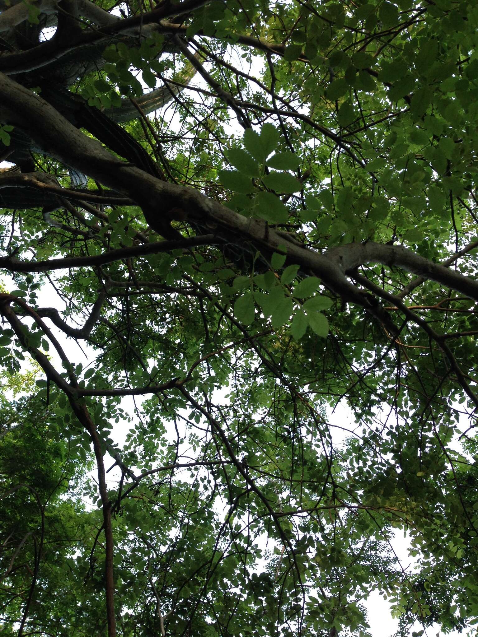 Image de Bursera tomentosa (Jacq.) Triana & Planch.