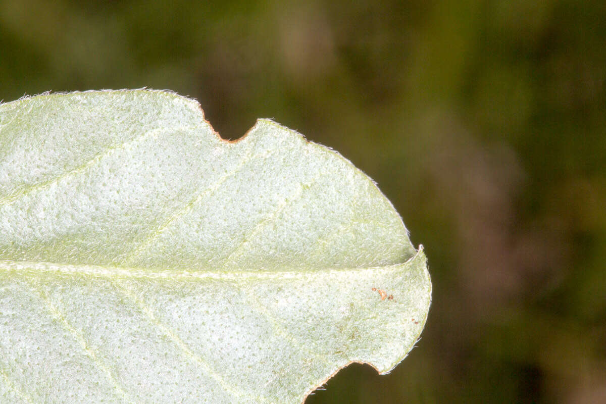 Image of <i>Sulla coronaria</i>