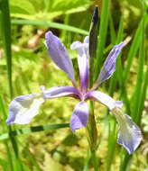 Imagem de Iris prismatica Pursh