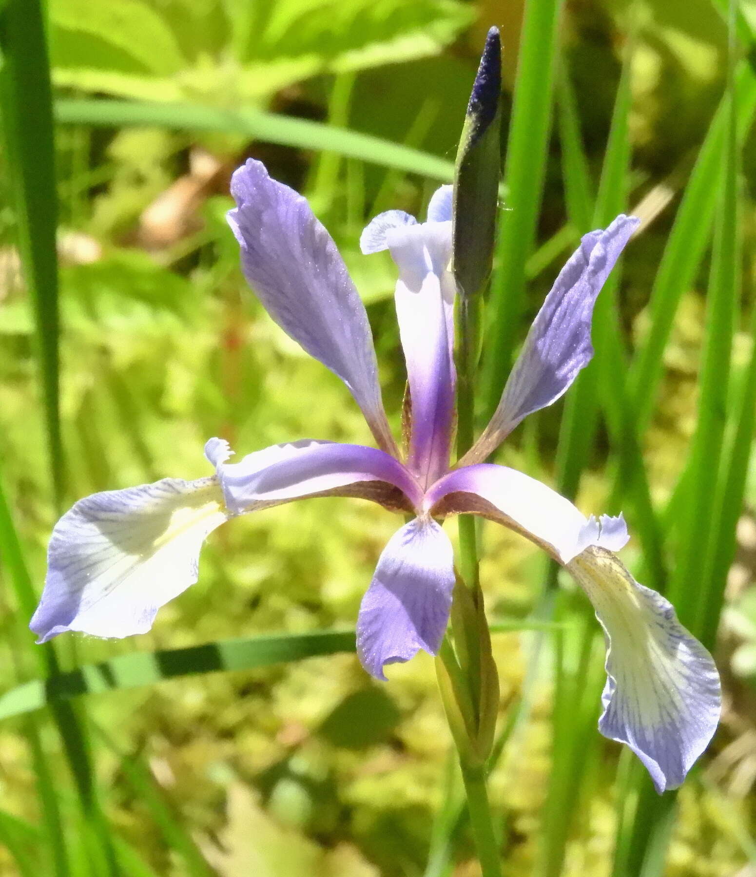 Image de Iris prismatica Pursh