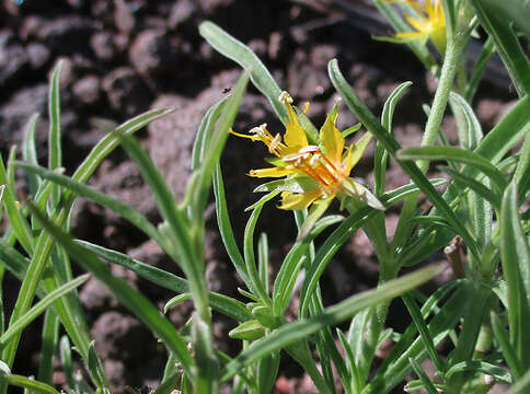 Plancia ëd Vahlia capensis (L. fil.) Thunb.