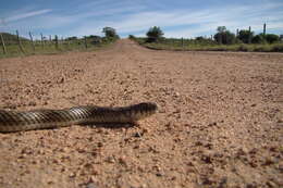 Philodryas patagoniensis (Girard 1858) resmi