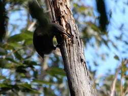 Image of Paradise Riflebird