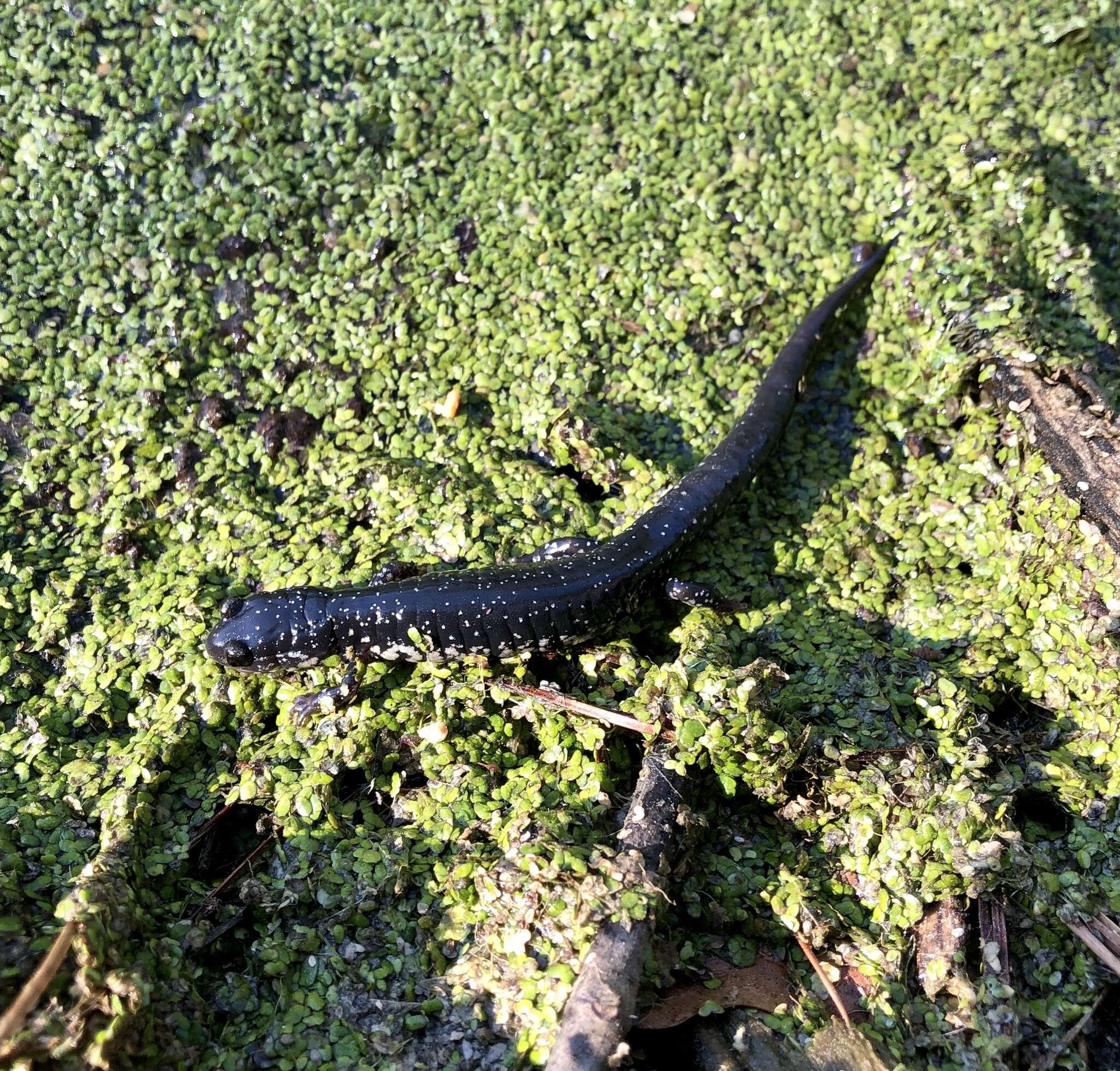 Plethodon chlorobryonis Mittleman 1951 resmi