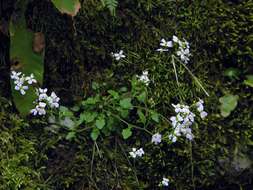 Image of Arabidopsis halleri subsp. ovirensis (Wulfen) O'Kane & Al-Shehbaz