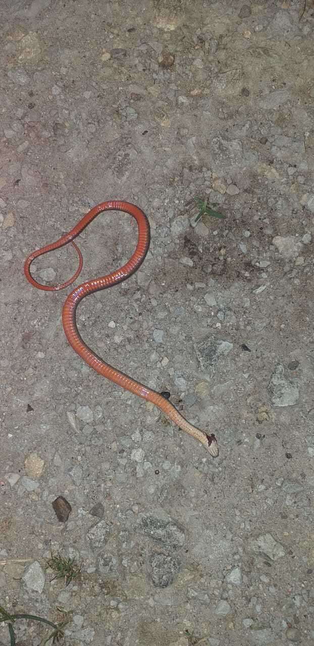 Image of Black-striped Snake